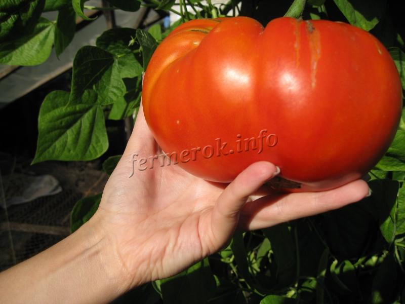 Большой помидор