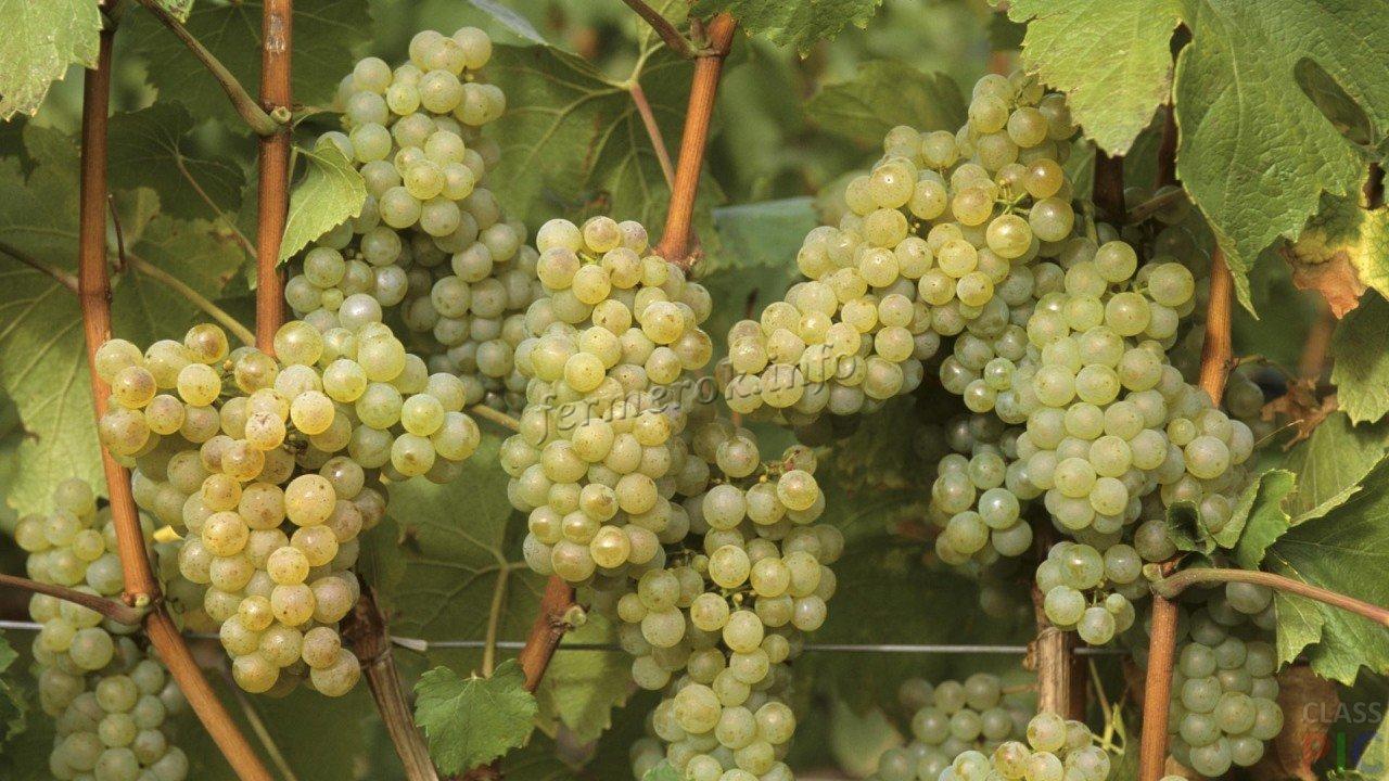 Лучшие белого сорта винограда: посадка и уход