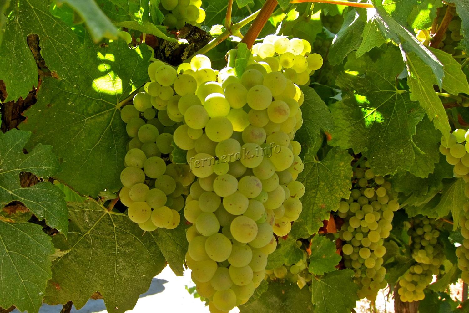 Разновидности белого винограда