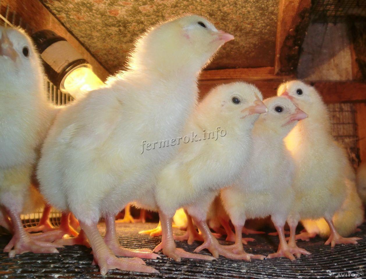 Выращиваем цыплят бройлеров в домашних условиях