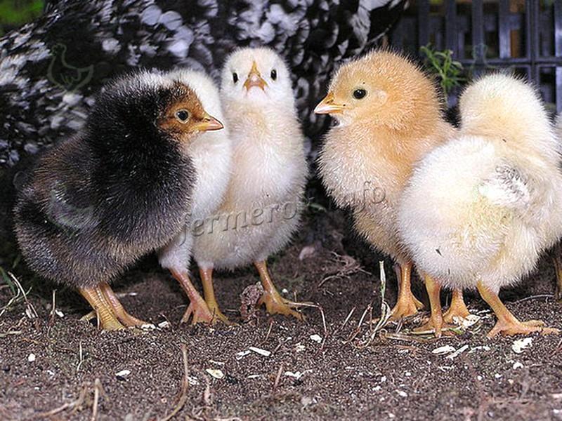 Выращиваем цыплят бройлеров в домашних условиях