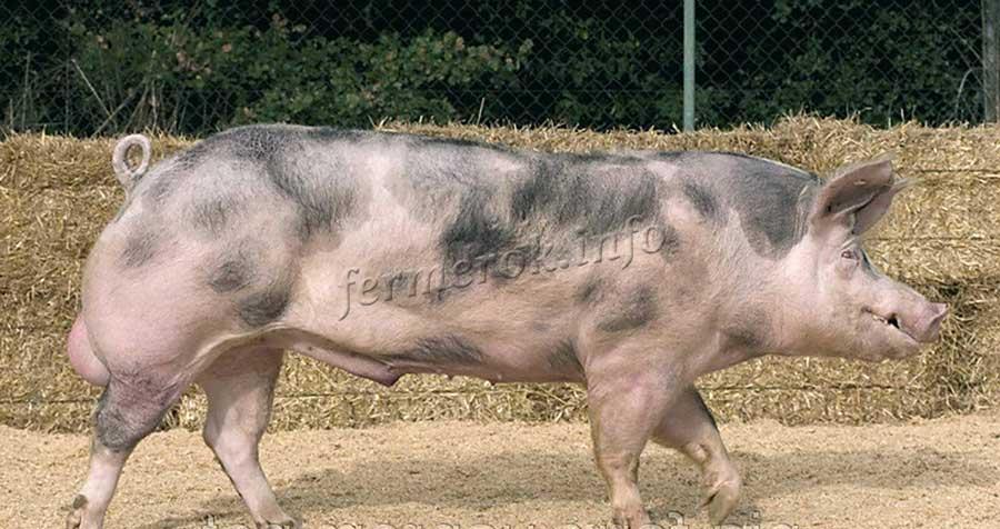 Свиньи породы Пьетрен