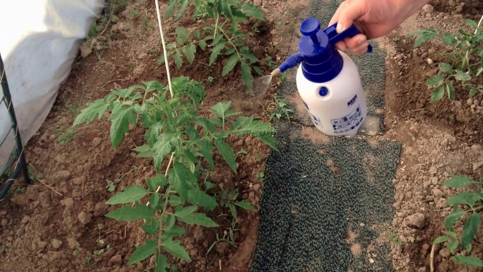 Выращивание томатов и уход