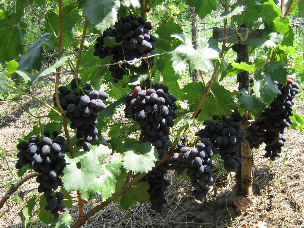 Описание сорта винограда Забава