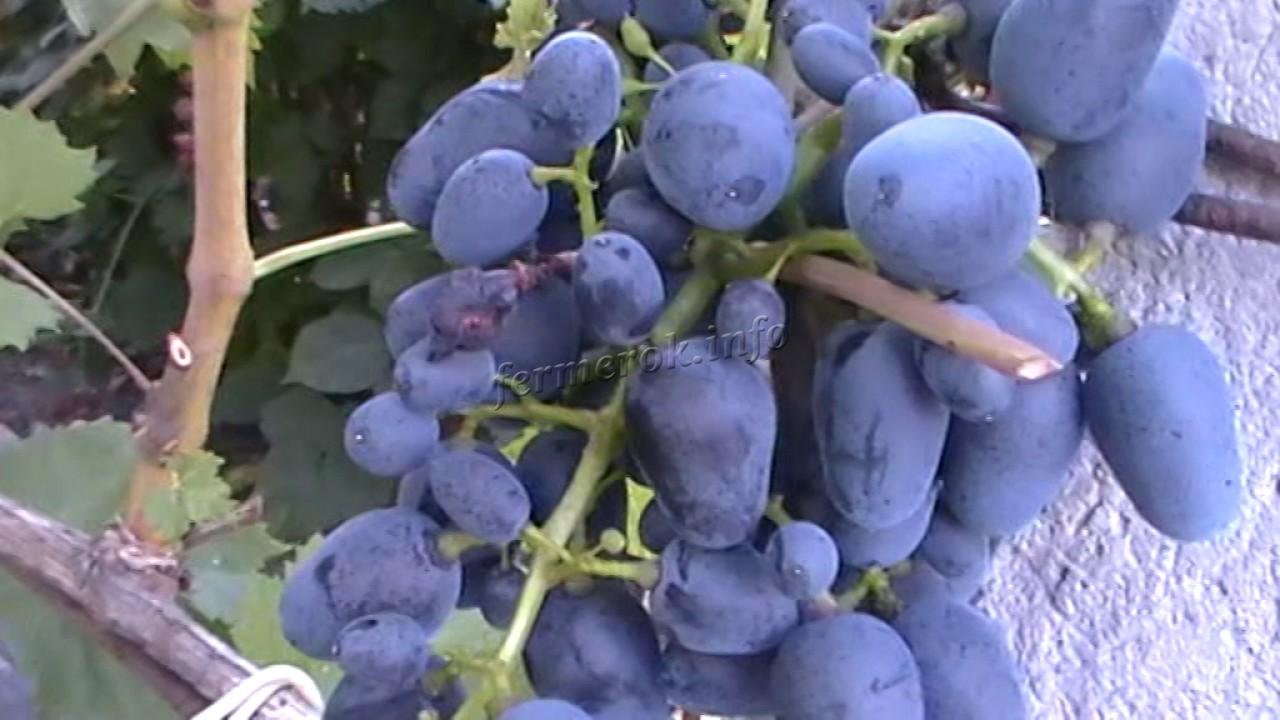 Характеристика винограда Забава