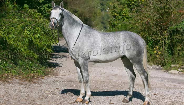 Терская порода лошадей: характеристики, фото, содержание