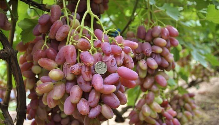 Грозди винограда Преображение фото