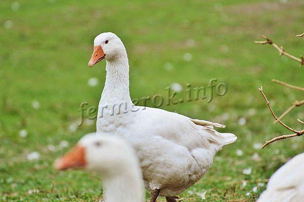 Фото Итальянских белых гусей