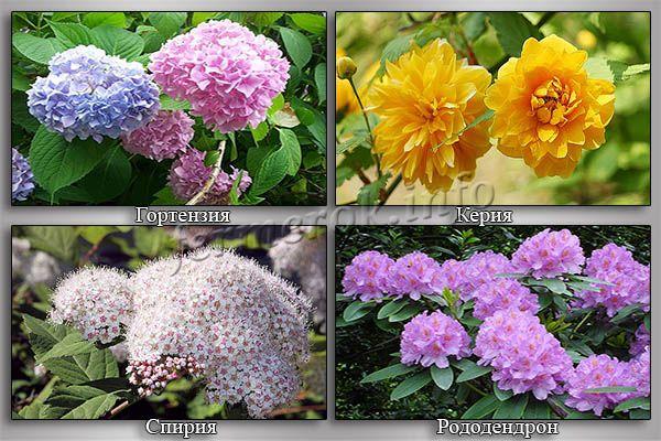 Цветущие кустарники-многолетники- фото с названиями