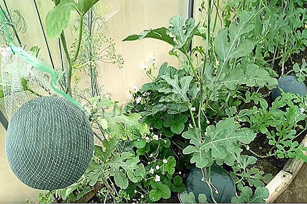 Фото урожая арбуза Сахарный малыш в теплице
