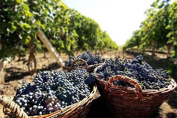Фото урожая винограда Молдова