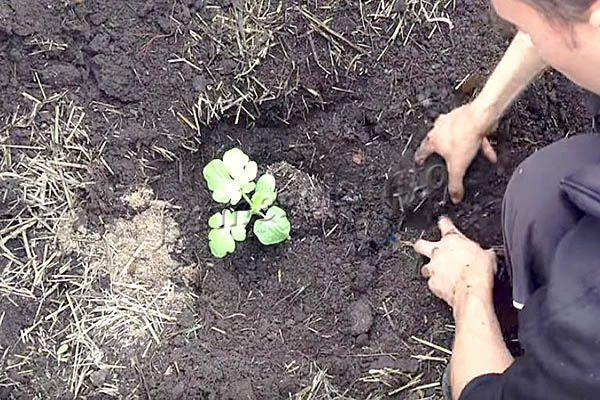 Фото высадки рассады арбуза в грунт