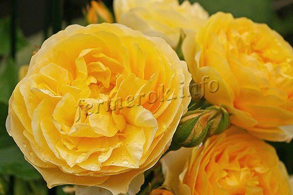 Одной из целей Дэвида Остина было создать много желтых сортов роз