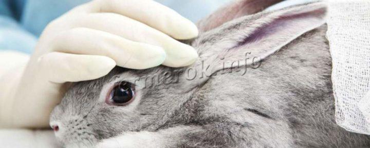 Профилактика болезни у кролей