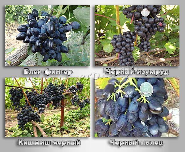 Бессемянные сорта черного винограда