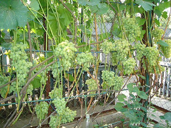 Благодаря быстрому росту кустов, виноград Августин нередко используется для декорирования беседок