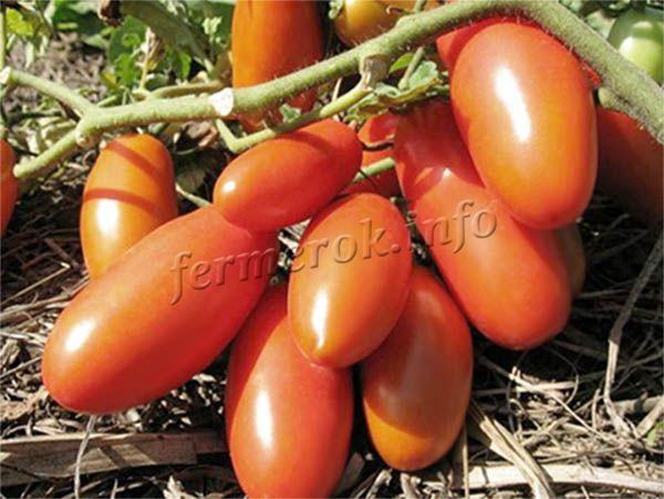 Фото созревших плодов томатов Сибирская тройка