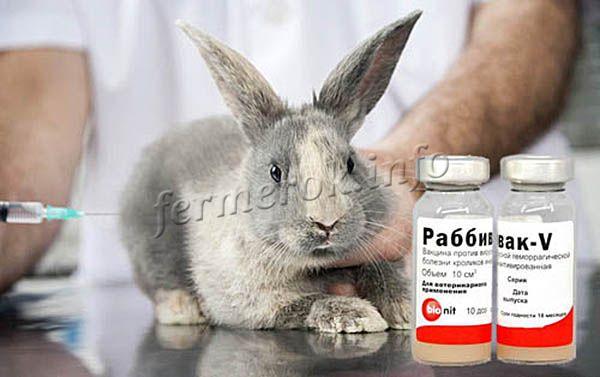 Фото вакцинации кролика препаратом Раббивак-В