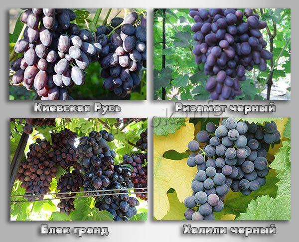 Лучшие сорта черного винограда