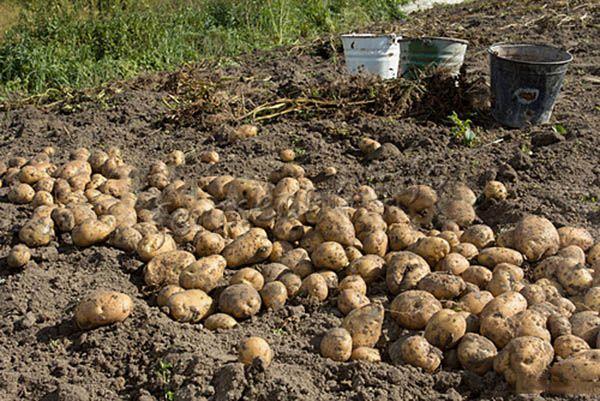 Сбор урожая картофеля Гулливер