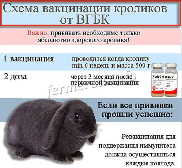 Схема вакцинации кроликов
