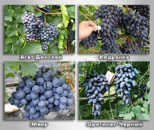 Столовые сорта черного винограда