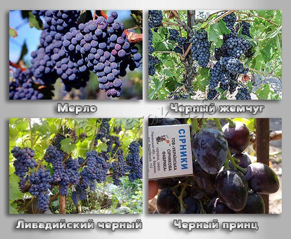 Винные сорта черного винограда