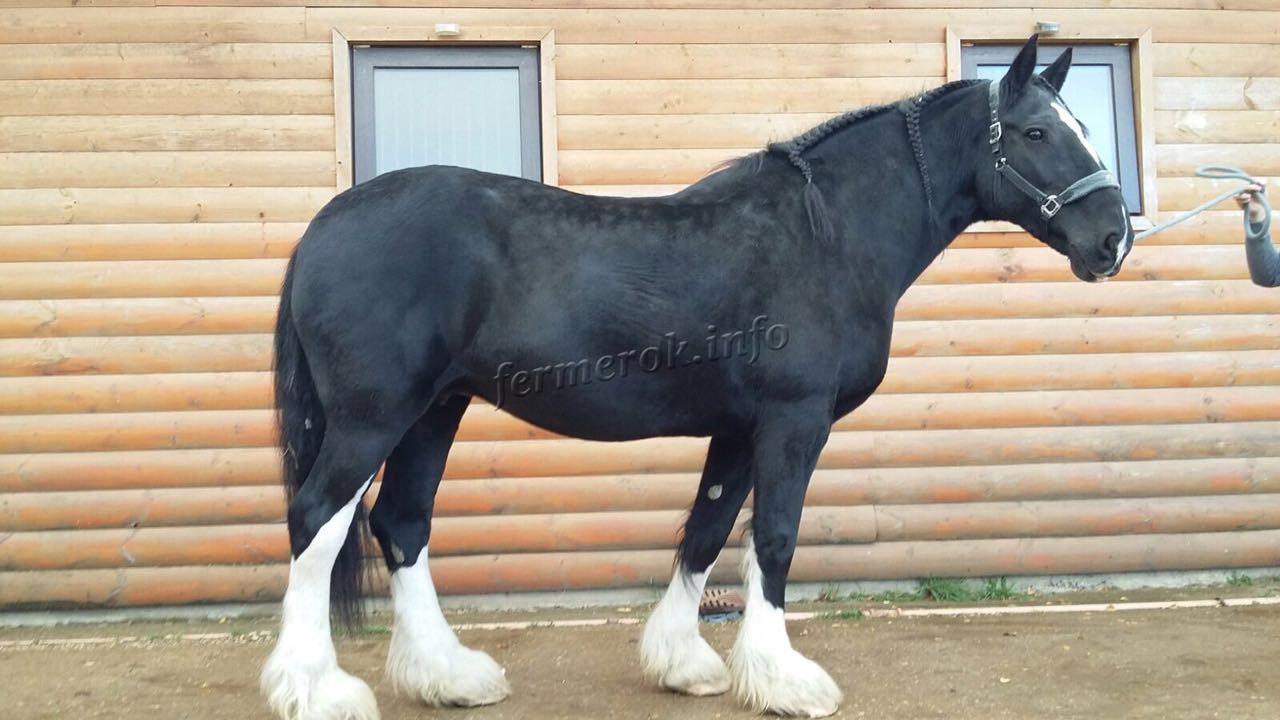 Лошадь Шайр: описание породы, фото, содержание и уход