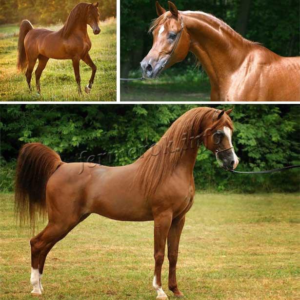 Типы Арабских лошадей