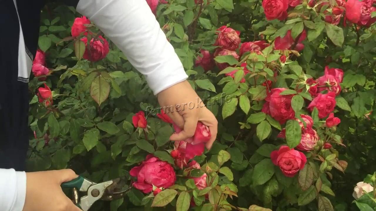 Размножение пионовидной розы
