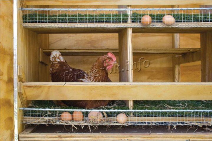 Гнездо для кур несушек с яйцесборником