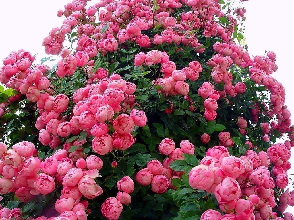 Пионовидные розы: сорта, виды, фото, выращивание