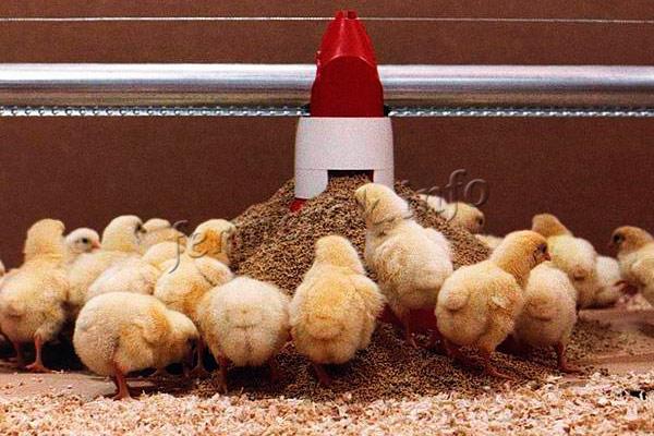 Комбикорм Рост для цыплят