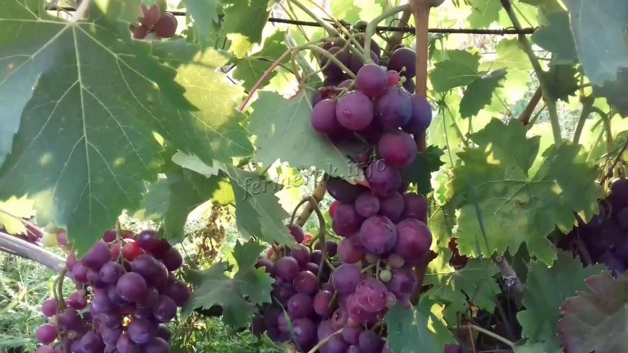 Описание сорта винограда Кардинал