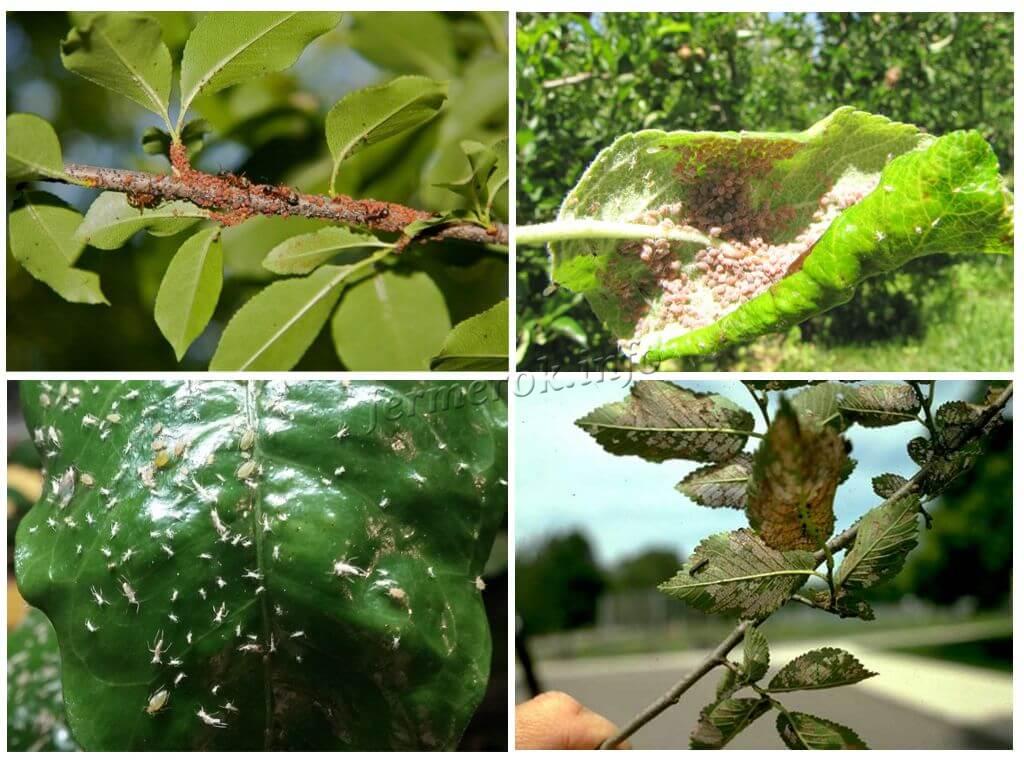 Обработка плодовых деревьев весной от вредителей