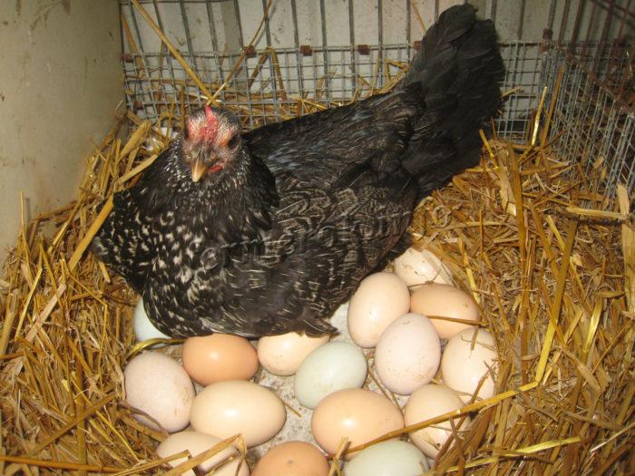 Сколько суток курица высиживает яйца?