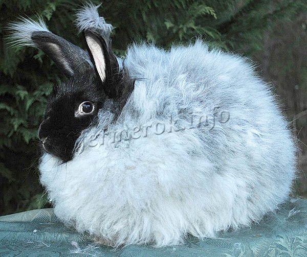 Ангорский кролик породы гигант
