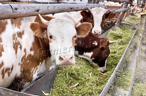 Для коров в сутки отводится до 8 кг силоса на 100 кг массы тела