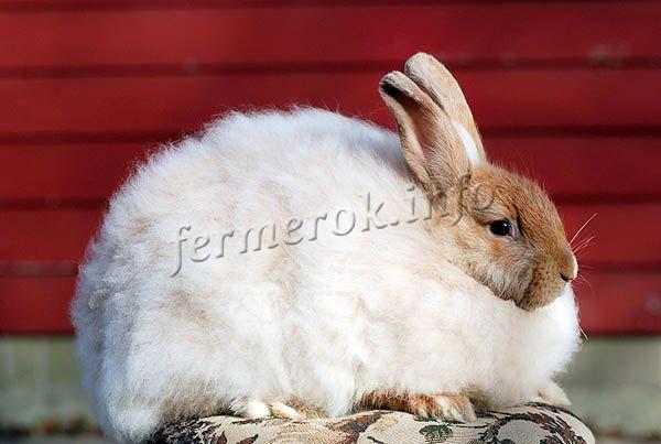 Фото Немецкого ангорского кролика