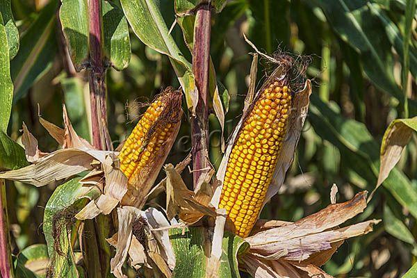 Фото спелой фуражной кукурузы на поле