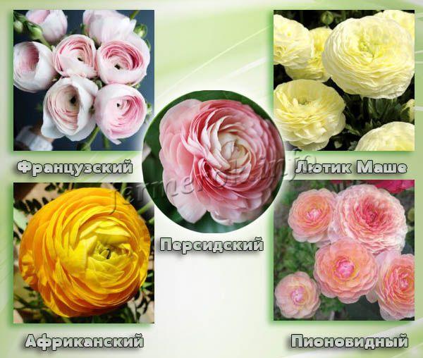 Любимые цветоводами цветы сорта Ранункулюса