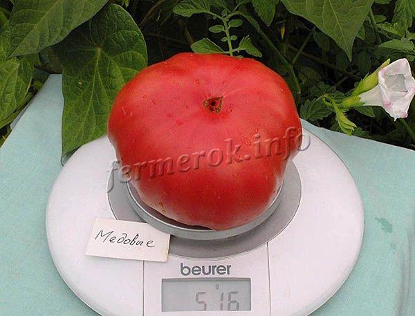 Плоды томатов Медовый растут массой 300-400 г. Вкус сладковатый с медовым послевкусием