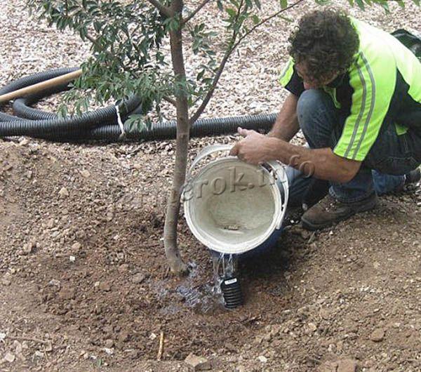При поливе на 1 дерево расходуется в среднем 10 л воды