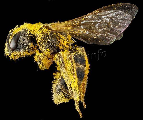 Пыльца липкая, поэтому прилипает к пчеле