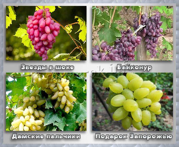 Средний столовый виноград