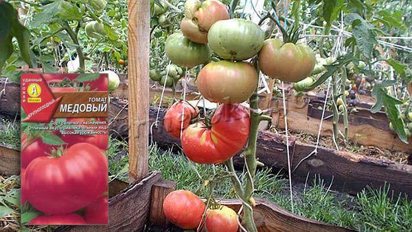 Урожайность томата Медовый в среднем до 15 кг с квадрата