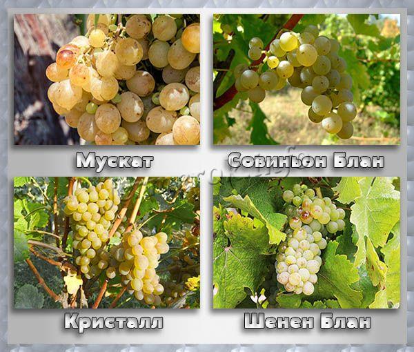сорта винных виноградов