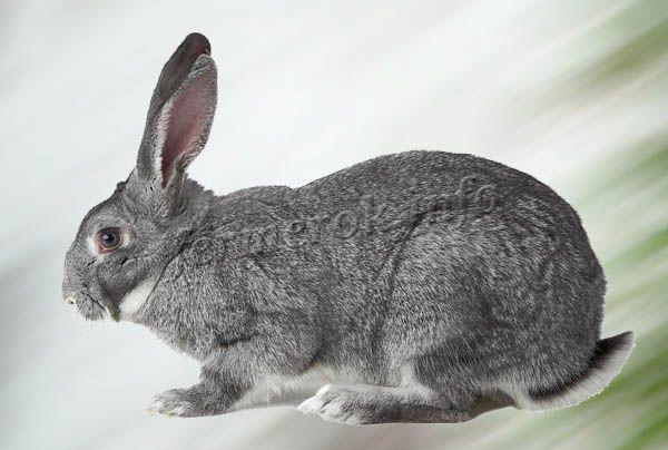 Фото кролика Серый великан