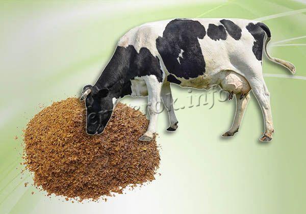 Из КРС более всего кормовые дрожжи полезны молочным коровам и только родившим телкам