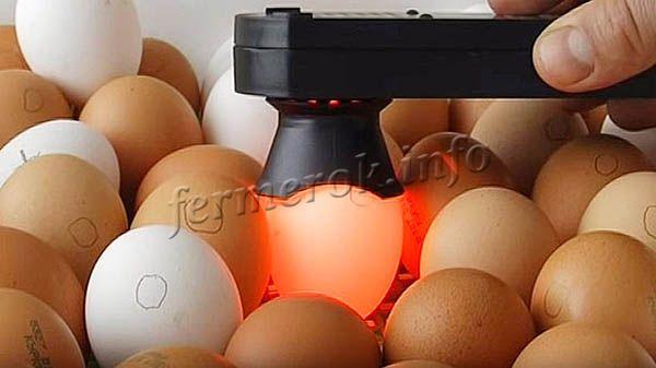 Перед закладкой яиц в инкубатор, стоит проверить их на овоскопе